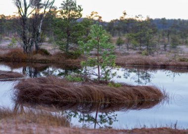 Bataklıkta alacakaranlık sabahı, yosun yosunları, liken ve çimenler üzerindeki ilk don, karanlık ağaç siluetleri, bataklıkta sonbahar sabahı, geleneksel Letonya bataklığı
