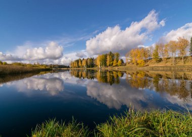 colorful autumn panoramas with yellow trees by the lake, beautiful and colorful reflections in the calm lake water, golden autumn, Tresais Ansis, Rubene, Latvia clipart