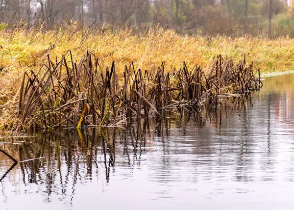 Traditionelle Ufervegetation Herbst Uferbepflanzung Nahaufnahme Herbst Fluss — Stockfoto