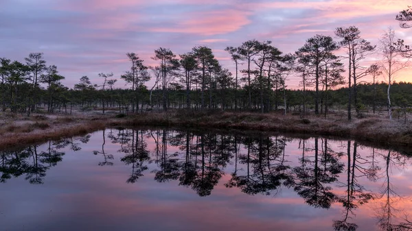 色彩艳丽的日出笼罩沼泽 深色沼泽树的轮廓 深色沼泽湖中美丽的天空反光 寒冷的秋日清晨 沼泽草和苔藓上的初霜 拉脱维亚 — 图库照片