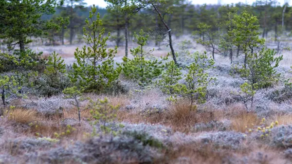 黄昏的早晨 沼泽里 苔藓和青草上的初霜 黑暗的树的轮廓 沼泽里的秋天的早晨 拉脱维亚的传统沼泽 — 图库照片