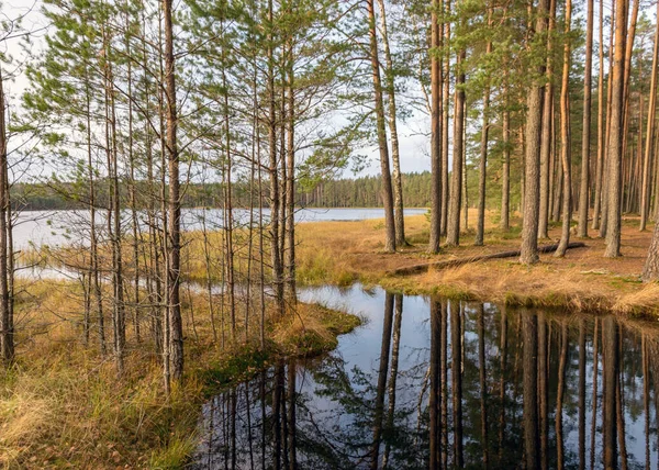 Pemandangan Musim Gugur Oleh Danau Siluet Pohon Gelap Tercermin Dalam — Stok Foto