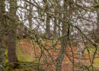 Ağaç dalları yosun ve zambak ile kaplanmış, sonbahar manzarası