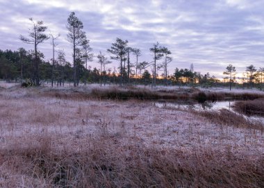 Bataklıkta alacakaranlık sabahı, yosun yosunları, liken ve çimenler üzerindeki ilk don, karanlık ağaç siluetleri, bataklıkta sonbahar sabahı, geleneksel Letonya bataklığı