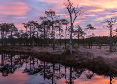 Bataklık üzerinde renkli bir gün doğumu, karanlık bataklık ağacı siluetleri, karanlık bataklık gölünde muhteşem gökyüzü yansımaları, soğuk sonbahar sabahı, bataklık çimlerinde ve yosunlarda ilk don, Letonya