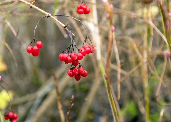 Acentos Bayas Rojas Otoño Sobre Fondo Borroso Tiempo Otoño —  Fotos de Stock