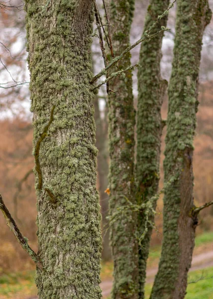 Troncos Árvores Cobertos Musgo Líquenes Parque Outono Troncos Árvores Velhas — Fotografia de Stock
