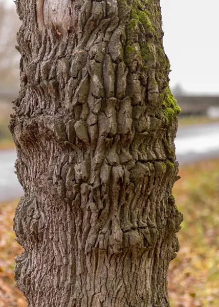 Boomstammen Begroeid Met Mos Korstmossen Herfstpark Oude Boomstammen Herfst — Stockfoto