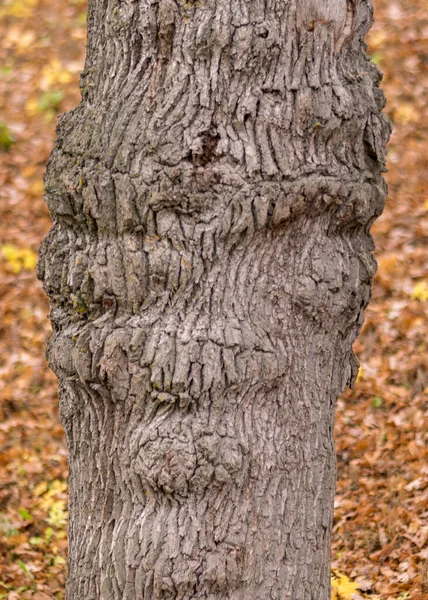 Ağaç Gövdeleri Yosun Yosun Ile Kaplanmış Sonbahar Parkı Eski Ağaç — Stok fotoğraf