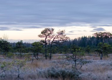 Bataklıkta alacakaranlık sabahı, yosun yosunları, liken ve çimenler üzerindeki ilk don, karanlık ağaç siluetleri, bataklıkta sonbahar sabahı, geleneksel Letonya bataklığı