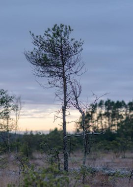 Bataklık çam dalları yakın planda, sonbahar sabahı çamurlu çamlar, ilk don bataklığın zeminini kaplıyor, Latvijas çamuru
