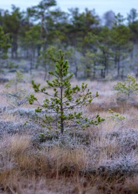 Bataklıkta alacakaranlık sabahı, yosun yosunları, liken ve çimenler üzerindeki ilk don, karanlık ağaç siluetleri, bataklıkta sonbahar sabahı, geleneksel Letonya bataklığı