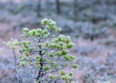 Bataklık çam dalları yakın planda, sonbahar sabahı çamurlu çamlar, ilk don bataklığın zeminini kaplıyor, Latvijas çamuru