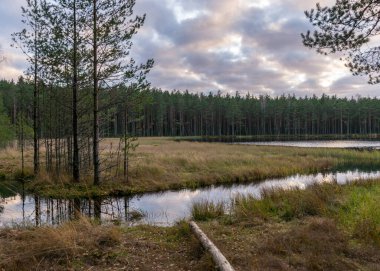Göl kenarındaki sonbahar manzarası, karanlık ağaç siluetleri, bataklık gölünün suyuna yansıyan sonbahar manzarası.