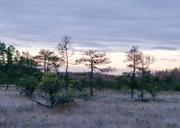 黄昏的早晨 沼泽里 苔藓和青草上的初霜 黑暗的树的轮廓 沼泽里的秋天的早晨 拉脱维亚的传统沼泽 — 图库照片