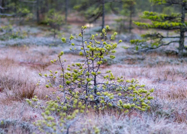 Dusk Morning Swamp First Frost Moss Mosses Lichens Grass Dark — Stock Photo, Image