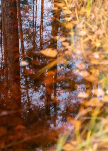 beautiful and colorful tree leaves in the water, tree reflections in a dark bog lake, suitable for the background