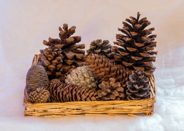 Hasır sepetteki farklı şekiller ve tiplerdeki koniler Noel için hazırlanıyor, Noel ve ev dekorasyonu konseptini bekliyor.