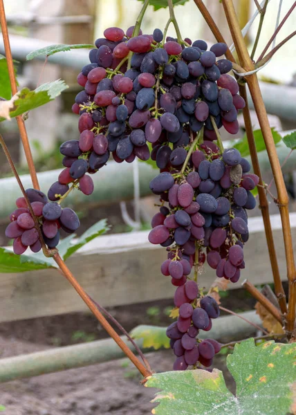 Picture Bunch Grapes Greenhouse Grape Growing Greenhouse Autumn Harvest — Stock Photo, Image