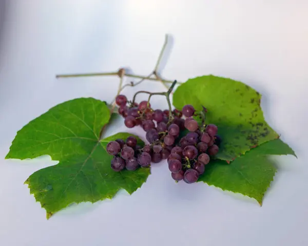 Picture Grapes Different Shapes Colors Table Grape Tasting Tasting Concept — Stock Photo, Image