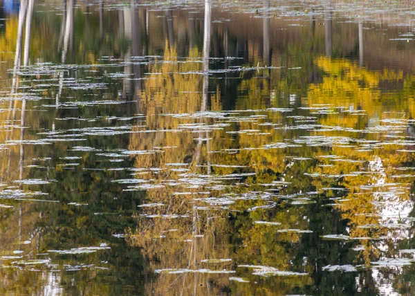 Красочные Осенние Панорамы Желтыми Деревьями Озера Красивые Красочные Отражения Спокойной — стоковое фото