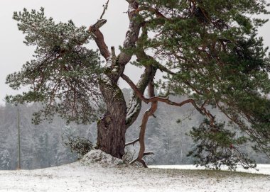 Kış manzarası, tarlanın ortasında karla kaplı çam, İsveç çamı, Vaidava, Letonya