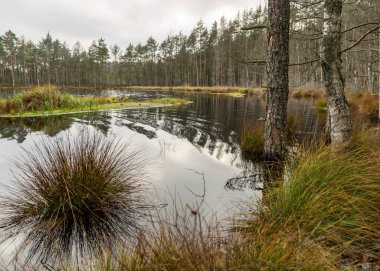 Bataklık gölü kıyısında çeşitli eski ve çürümüş ağaçlar ve ağaç dalları, sel basmış orman bölgesi, bataklık arka planı