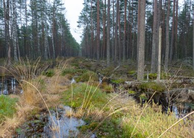 Bataklık gölü kıyısında çeşitli eski ve çürümüş ağaçlar ve ağaç dalları, sel basmış orman bölgesi, bataklık arka planı