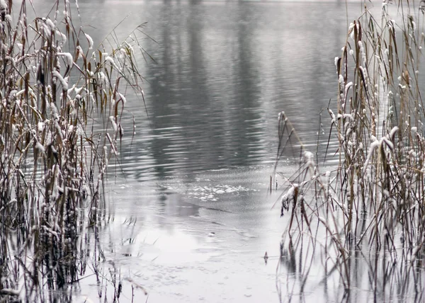 Winterlandschaft Schneebedecktes Schilf Seeblick Wintertag — Stockfoto