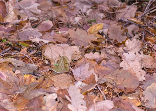Abstrakcyjna Faktura Starych Jesiennych Liści Fauny Specyficznej Dla Lasów Jesiennym — Zdjęcie stockowe