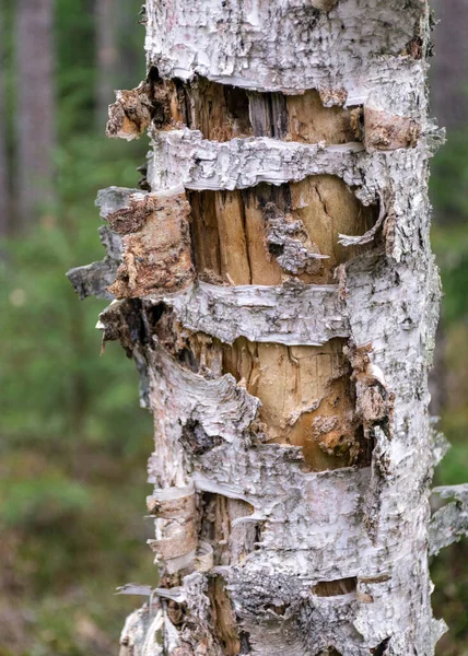 Абстрактный Старый Мертвый Ствол Березы Лесной Фон — стоковое фото