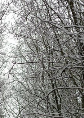 Soyut ağaç dalları, karla kaplı ağaç dalları, güzel kış dokusu, arka plan için uygun.