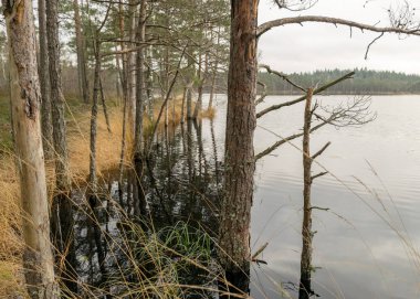Bataklık gölü kıyısında çeşitli eski ve çürümüş ağaçlar ve ağaç dalları, sel basmış orman bölgesi, bataklık arka planı