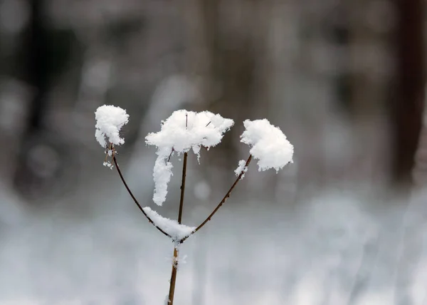Abstrakt Konsistens Snötäckta Växter Vinterkänslor Vinterkonsistens Lämplig För Tapeter Vinter — Stockfoto