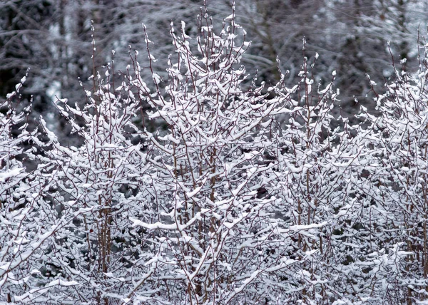 雪に覆われた木々冬の日雪に覆われた土地と木々森の中の冬の気分 — ストック写真