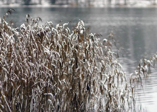 Зимний Пейзаж Камыш Вид Озеро Зимний День — стоковое фото
