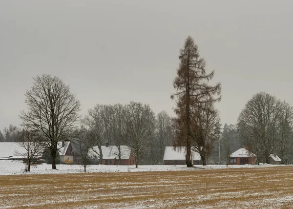 Зимовий Пейзаж Сніжною Землею Передньому Плані Дерева Поля Вкриті Снігом — стокове фото