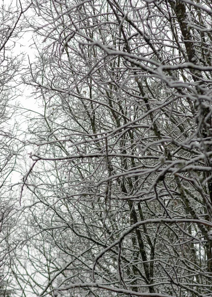 Soyut ağaç dalları, karla kaplı ağaç dalları, güzel kış dokusu, arka plan için uygun.