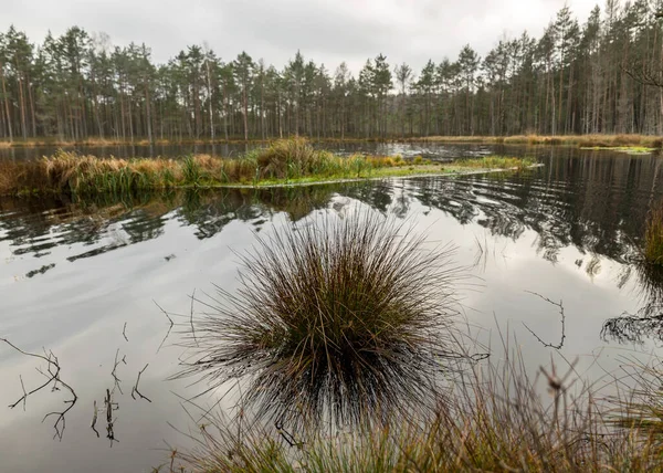 Bataklık gölü kıyısında çeşitli eski ve çürümüş ağaçlar ve ağaç dalları, sel basmış orman bölgesi, bataklık arka planı