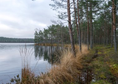 Bataklık gölü kıyısında çeşitli eski ve çürümüş ağaçlar ve ağaç dalları, sel basmış orman bölgesi, bataklık arka planı