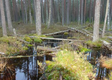Bataklık gölü kıyısında çeşitli eski ve çürümüş ağaçlar ve ağaç dalları, sel basmış orman bölgesi, bataklık arka planı
