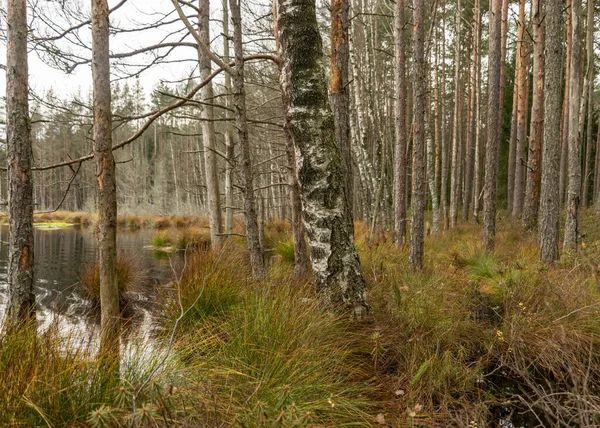 Varios Árboles Viejos Podridos Ramas Árboles Orilla Lago Pantanoso Área — Foto de Stock