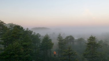 Sabah sisi ağacın tepesinde, güneş doğmadan önce, bulanık ve bulanık ağaç siluetleri, şafak, sonbahar, Letonya