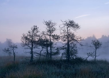 Bataklık çamları ve geleneksel çamurlu bitki örtüsü, bulanık arka plan, sisli bataklık, alacakaranlık, Dikli, Madiesenu çamuru, Letonya