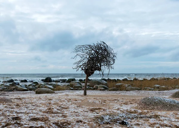landscape with sea shore and lonely tree, tree with roots at the top, rocks in water and sand, December, Vidzeme rocky seashore, Latvia, winter