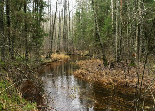 Paisaje Zanja Agua Bosque Invierno Sin Nieve — Foto de Stock