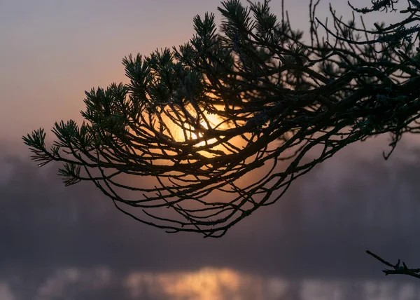나뭇가지 실루엣 백라이트 안개가 풍경과 전통적 식물들 습지의 — 스톡 사진