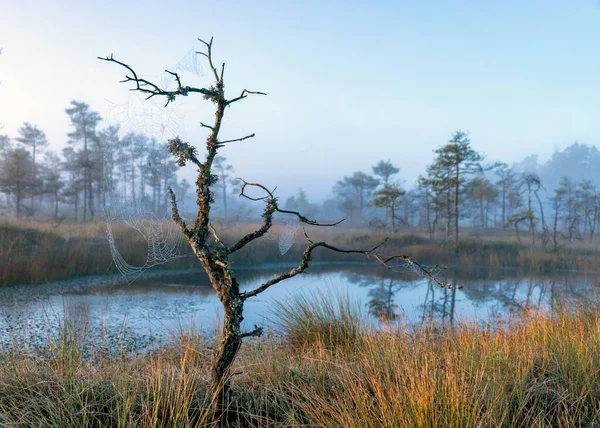 Misty Mire Landscape Swamp Pines Traditional Mire Vegetation Fuzzy Background — Stock Photo, Image