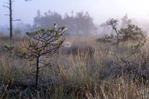 雾蒙蒙的泥泞景观 沼泽松树和传统泥泞的植被 模糊的背景 沼泽中的雾 Dikli Madiesenu泥泞 拉脱维亚 — 图库照片