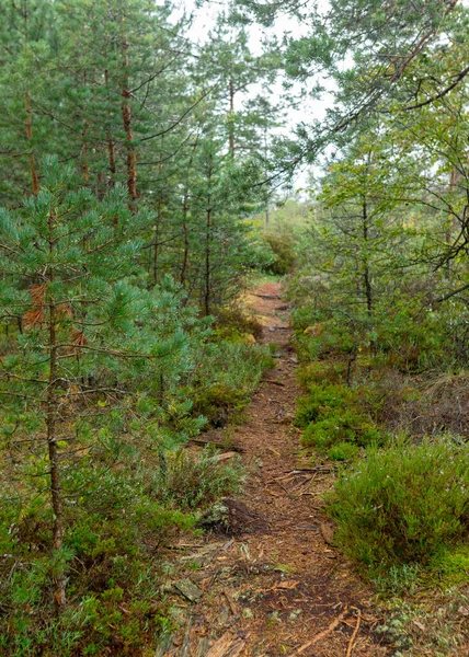Wanderweg Wald Sumpfige Waldvegetation Pflanzen Gras Moos Regen Herbstliche Natur — Stockfoto